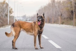 handsomedogs:    vizistar   Marie-pierre Pataine  