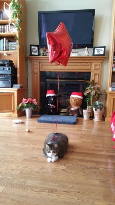 cuteanimalspics:  Kept losing my cat inside my parents’ house during Xmas…