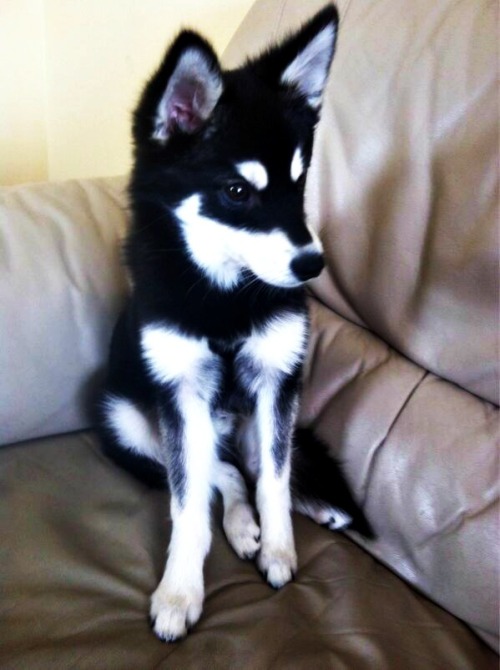 ziamstyles:  new Picture of Loki (x) 