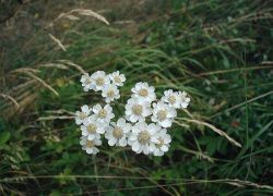 plant-a-day:  Photos courtesy of Sten Porse, AnRo0002, and Teunie. Achillea ptarmica aka Sneezewort, Wild Pellitory, and Goose Tongue. Family Asteraceae. Native to Europe and western Asia. Hardy in zones 3-8.