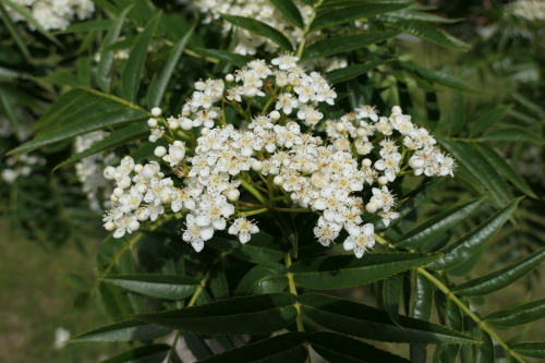 Sorbus — rowan a.k.a. mountain-ash