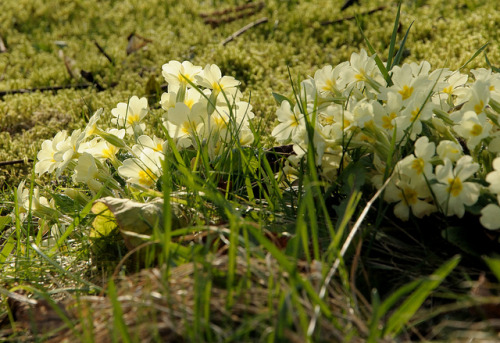 Primroses by Tony Tooth on Flickr.