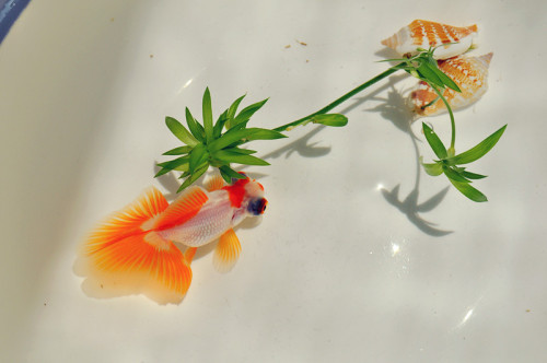 forevergoldfish: Source