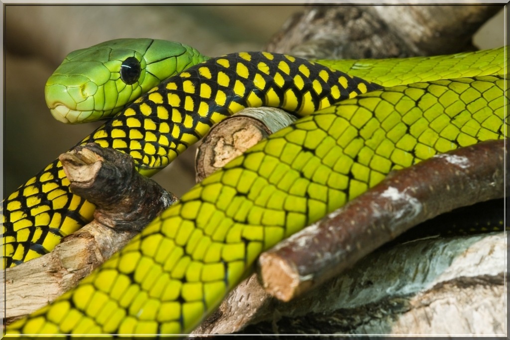 exotic-venom:
“ Dendroaspis jamesoni Common Names: Jameson’s mamba, Jameson-Mamba
Found in western Africa, from Kenya to Ghana & south to Angola & Burundi, Dendroaspis jamesoni is arboreal & mainly diurnal, very active & agile, but sometimes descend...