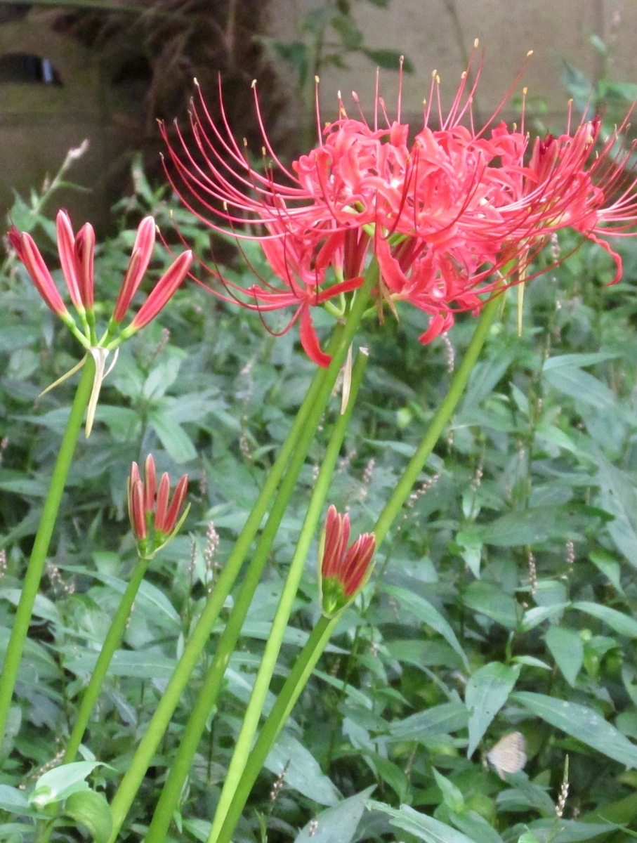 koto-bdsm:  Lycoris radiata彼岸花/曼珠沙華