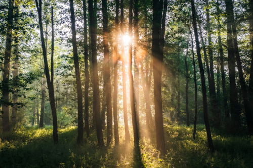 Sunny morning in the Masovian forestSłoneczny poranek w mazowieckim lesie