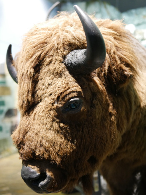 European Ice Age Fauna Reconstructions from the National Museum, Cardiff, 28.10.16. Pictured are Woo