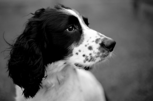 spaniel