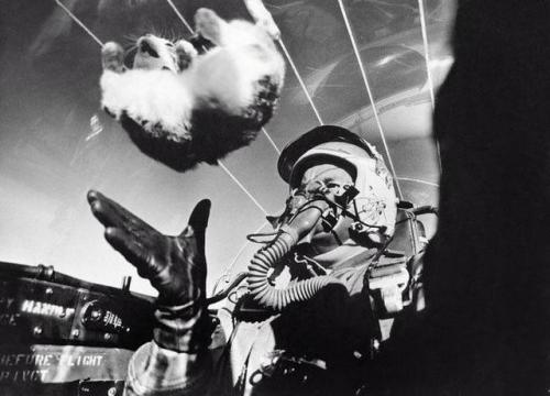 historicaltimes: A scientist testing the effects of weightlessness at 25,000 feet, using a kitten as a human stand-in test subject, 1958 via reddit 