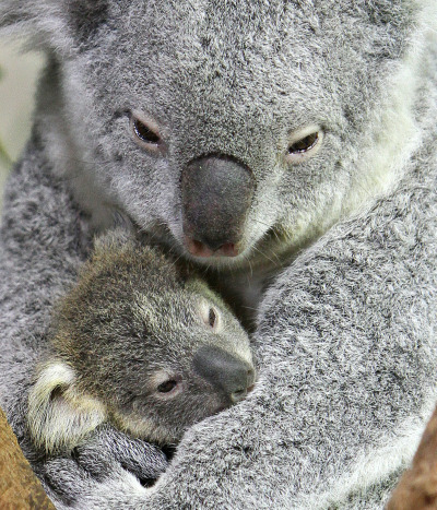 magicalnaturetour:Oliver the Koala Comes out to Play ~ Photo credits Riverbanks Zoo via Zooborns