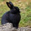 futuristicallyfancybunny