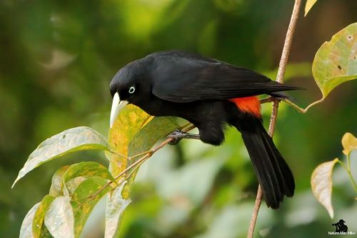 Scarlet-rumped Cacique  I was looking at other birds while in the boat at Caño Negro and my guide @a