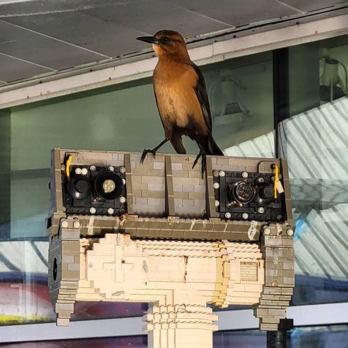 Ms. Lillian Birdsong perched herself on top of a Lego sculpture of the Mars Rover and sang out, wish