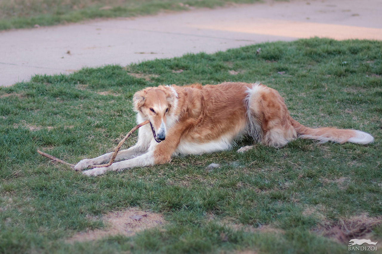 starswift-borzoi: bandizoi: The recipe for a Lola is: beauty, grace, D E S T R U