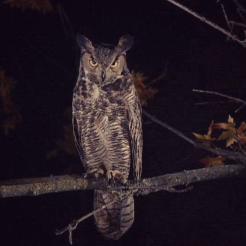 withoneeye:I’ll advise you to keep your eyes on the woods. The woods are wondrous here…