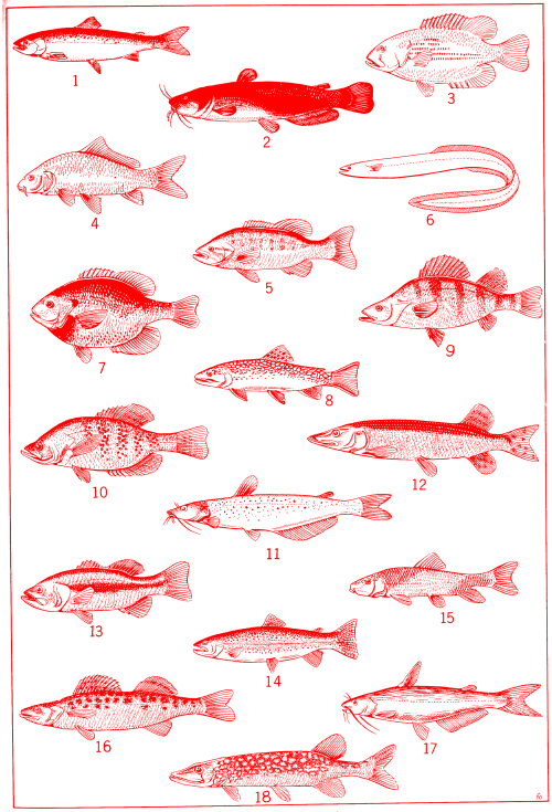 nemfrog: Native fish. Modern Biology - Laboratory Manual: Biology Investigations. 1965.Internet Arch