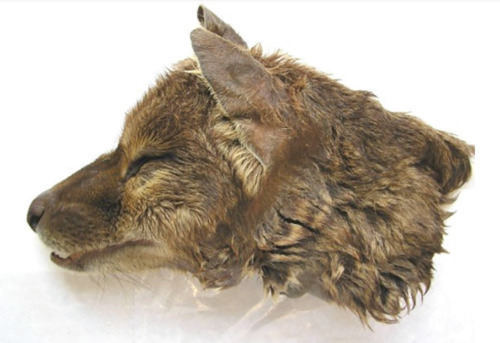 how2skinatiger:Preserved head of a female thylacine at Oxford University Museum of Natural History a