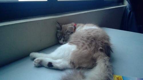 My Dear Lovely Cat, Cleo. Who Was A Teenage Mom