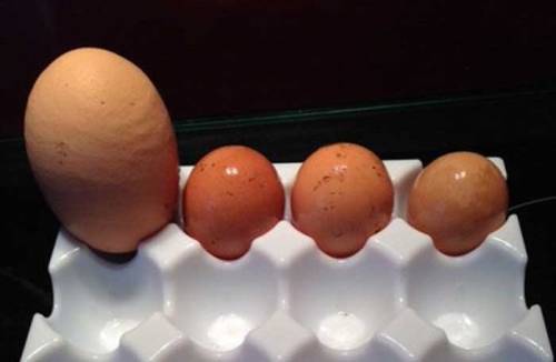 coluring:  an egg inside an egg 