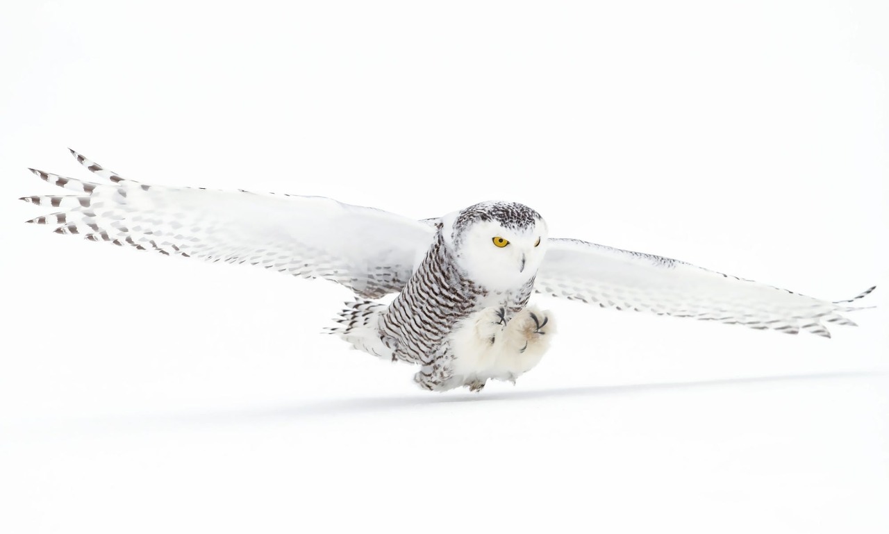 beautiful-wildlife:  Photo Series | ~ Snowy Owl coming in for the kill ~  Images