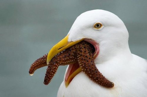 bewareofdragon:Proof that seagulls literally will eat anything 0_o