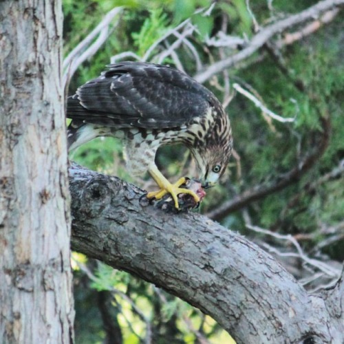 One of my hawk buddies having a nice evening dinner of freshly caught song bird. A field-to-tree mea