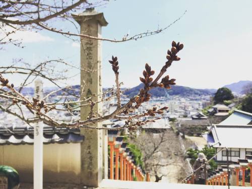 onomichi-insta: 尾道の桜のほとんどは、ただいま、これくらいです(・ω・)ノ 観光の方に混ざって、お店から近いところを見回って来ました！ また毛糸と関係ないことを&helli