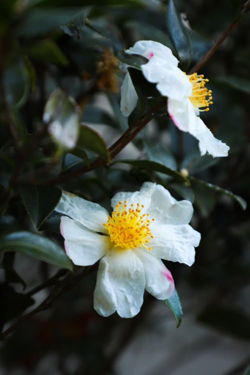 Camellia sasanqua ‘Survivor’ Aptly named, this beauty produces an abundance of flowers from October 