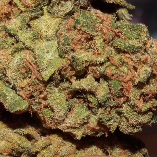 weedporndaily:  Frosty Florida flowers #weedporndaily #stayregular #superstoners