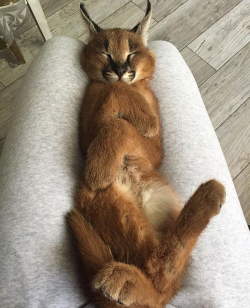 awwww-cute:  A little lap kitty. (Source:
