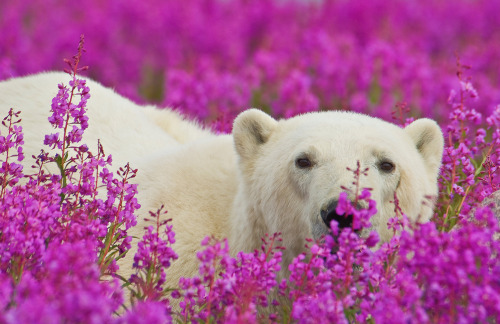 jellyfishtimes:  nubbsgalore:photos by (click pic) michael poliza, dennis fast and matthias brieter of polar bears amongst the fireweed in churchill, manitoba. the area has the largest, and most southerly, concentration of the animals on the planet.