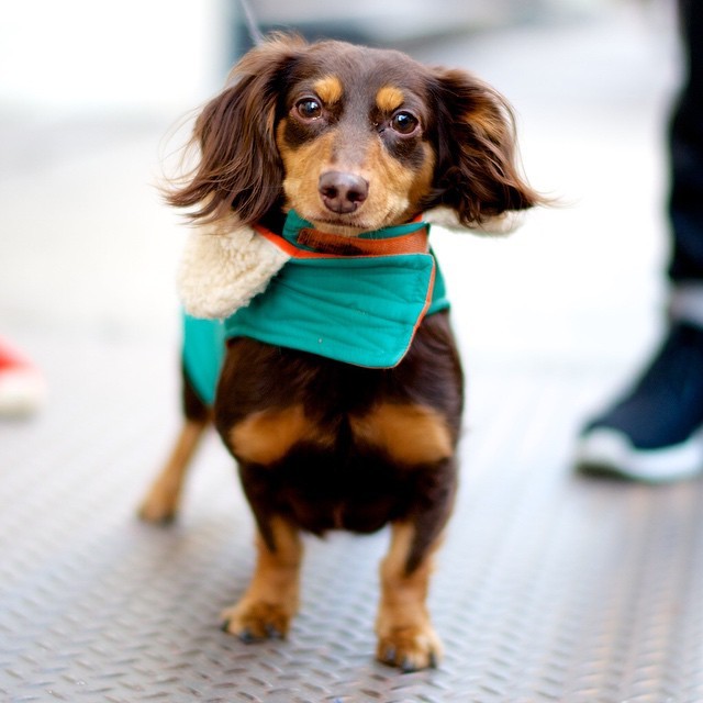 thedogist:
“ Brody, Dachshund (4 y/o), Prince & Greene St, New York, NY
”