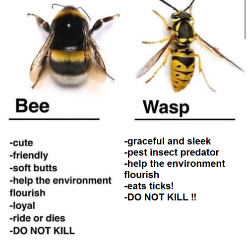 chipcookies:new hobby: editing anti-wasp memes to be pro-wasp. spreading my waspaganda  I love 