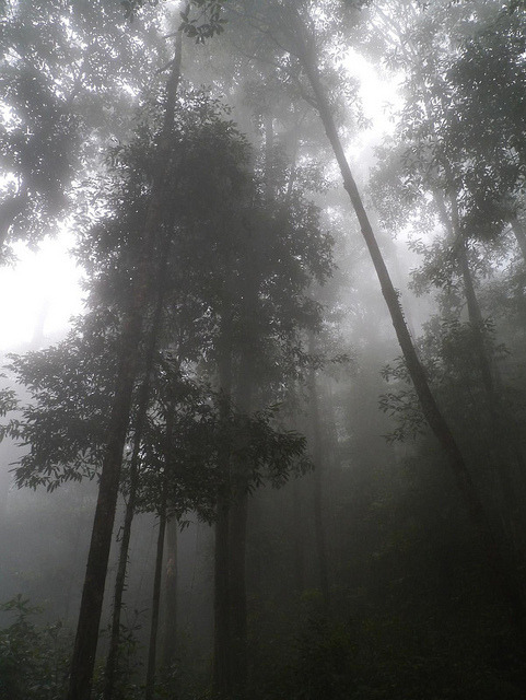 90377:Gunung Rinjani jungle, Lombok by Niall Corbet on Flickr.