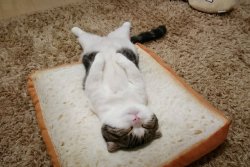 kinkybitchkat: black-whiterotic:  nocturna7:   tokkeki:   ごまと鉄朗‏  Night night….😽🛌☄🌜💤💋   Is it me or did this look like a cat on a slice of bread at first lol  Looks like toast/bread to me!!! 