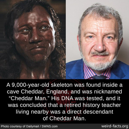 mindblowingfactz:  A 9,000-year-old skeleton was found inside a cave Cheddar, England, and was nicknamed “Cheddar Man.” His DNA was tested, and it was concluded that a retired history teacher living nearby was a direct descendant of Cheddar Man.