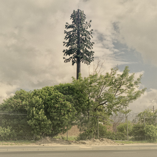 wherearchitectureisfun:  ryanpanos:  Invasive Species | Dillon Marsh In 1996 a palm