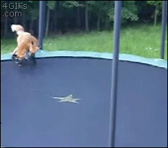 Fox’s first experience with a trampoline