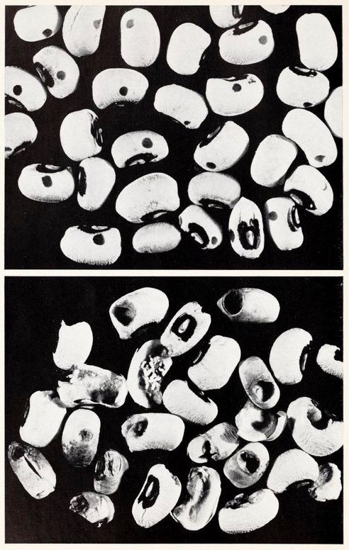 nemfrog:  nemfrog: Commercial blackeye bean production in California. 1969. Happy