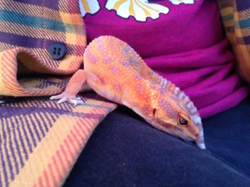darkcrystalreptiles:The sunset did good things for Mars, she looks almost neon!