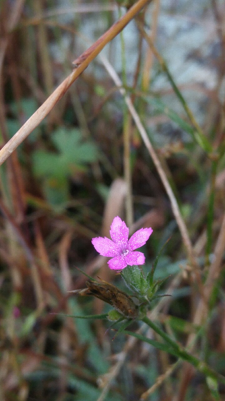 dailyplantfacts:  Dianthus armaria is in the family Caryophyllaceae. Commonly known