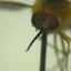 3beesinaverysmalltrenchcoat