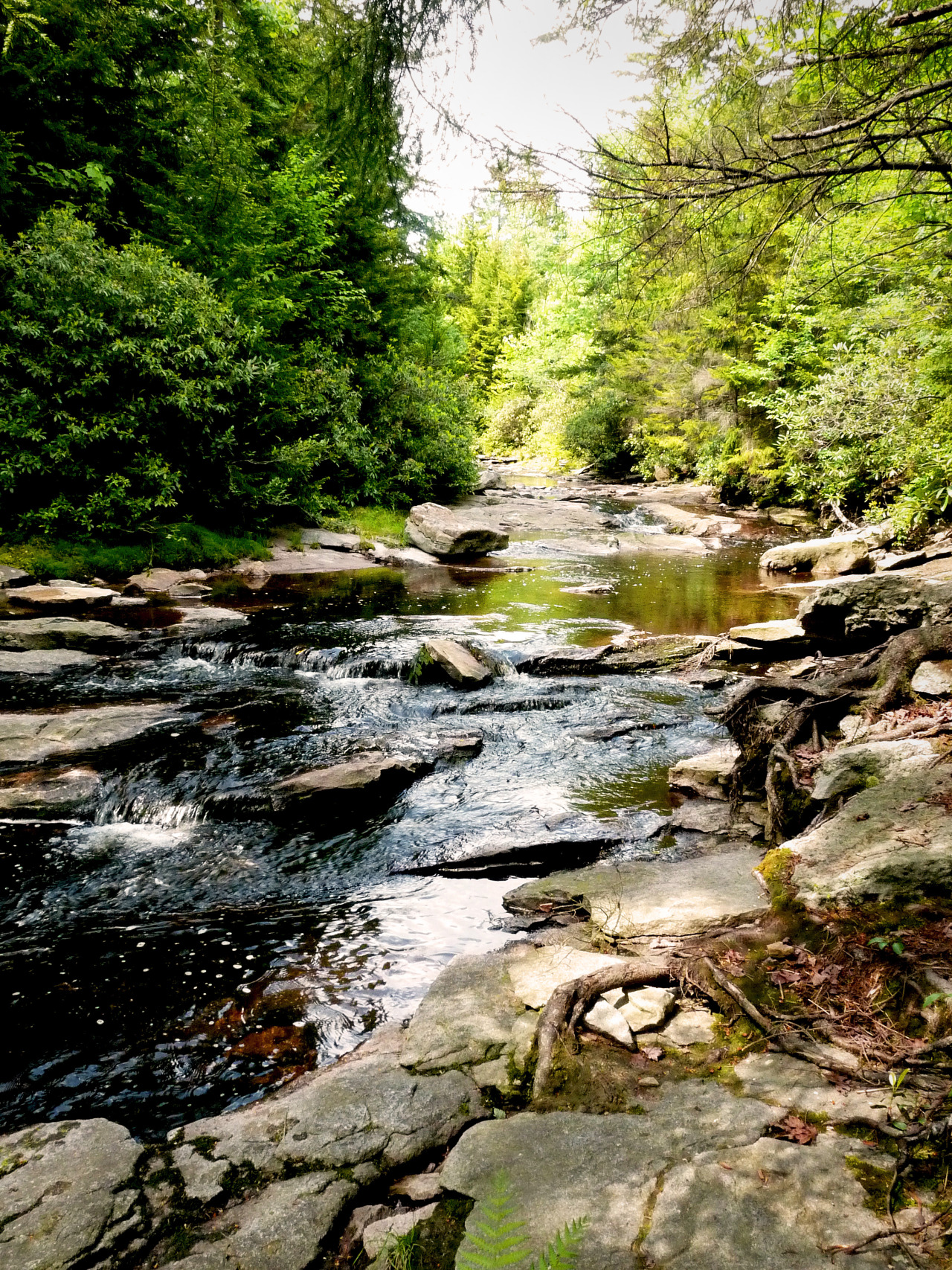 currentswoodlandsandranges:  Dolly Sods Wilderness area, WV. 