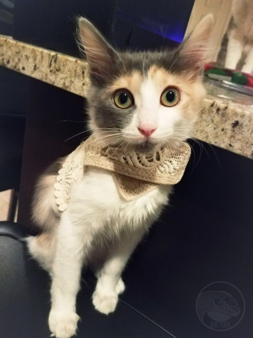tokays:Ordered this harness for Nikkou and I just love it.  Really well made and she just looks