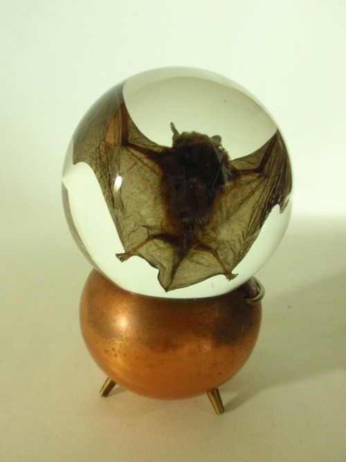 Preserved Wet Specimen Bat in Glass Globe                 &n