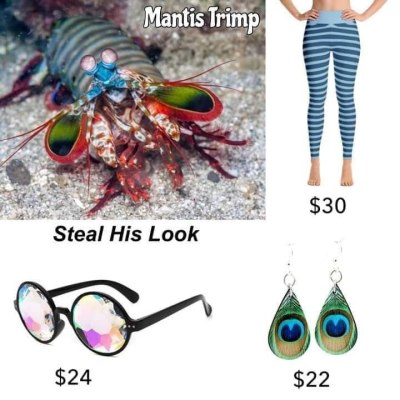 Porn bug-maniac:escuerzoresucitado:mantis trimp photos