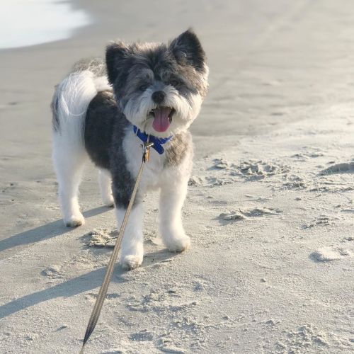 My little sidekick   #nationaldogday #pomapoo #puppiesofinstagram  www.instagram.com/p/CEXjb