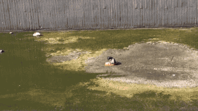 gifsboom:  El major gif para mi 