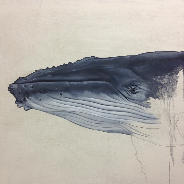 Humpback whale, WIP, detail, oil on cradled panel, 24 x 48 inches. Starting on this painting for a project.