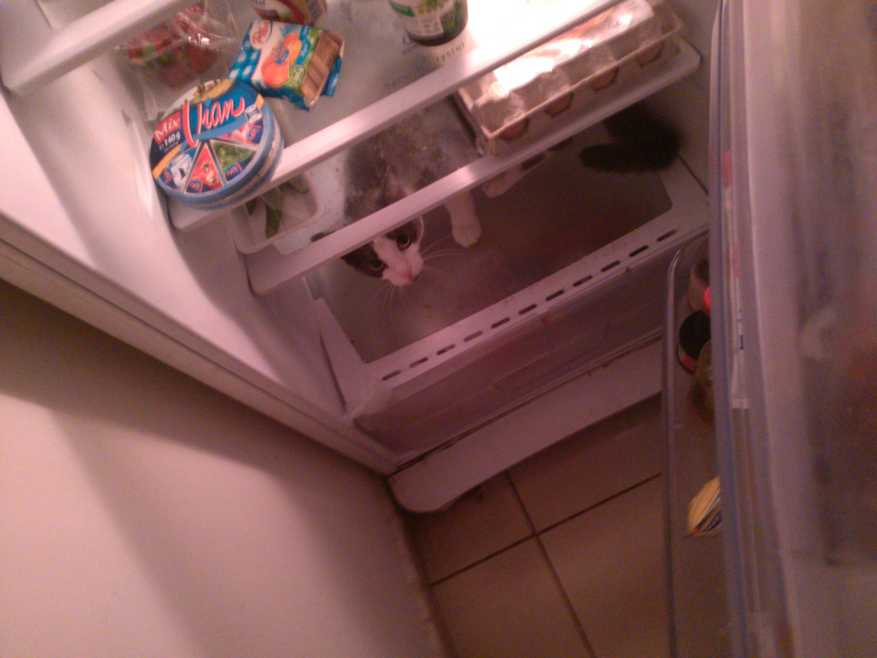 getoutoftherecat:  Get out of the fridge Sasha!